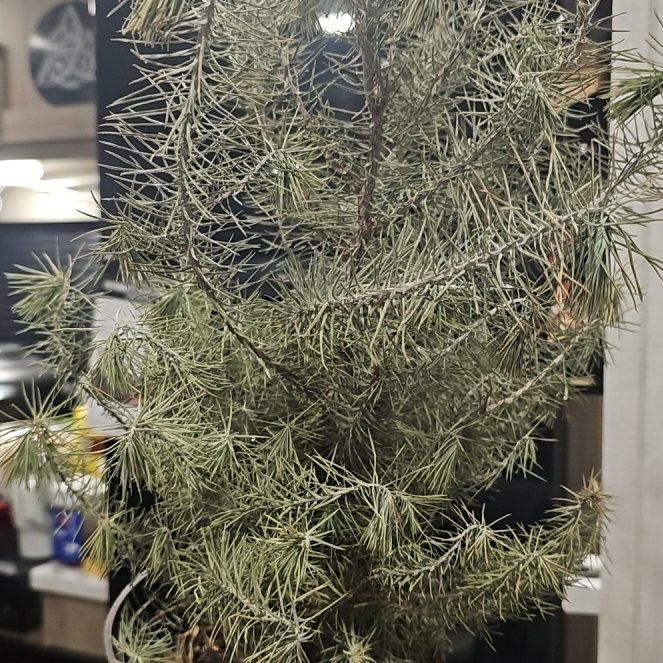 Photo of the plant species Stone Pine by @CelestialRose79 named Lola on Greg, the plant care app