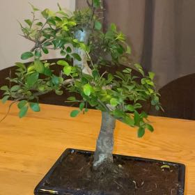 Photo of the plant species Zelkova by @BentonMango named Diva on Greg, the plant care app
