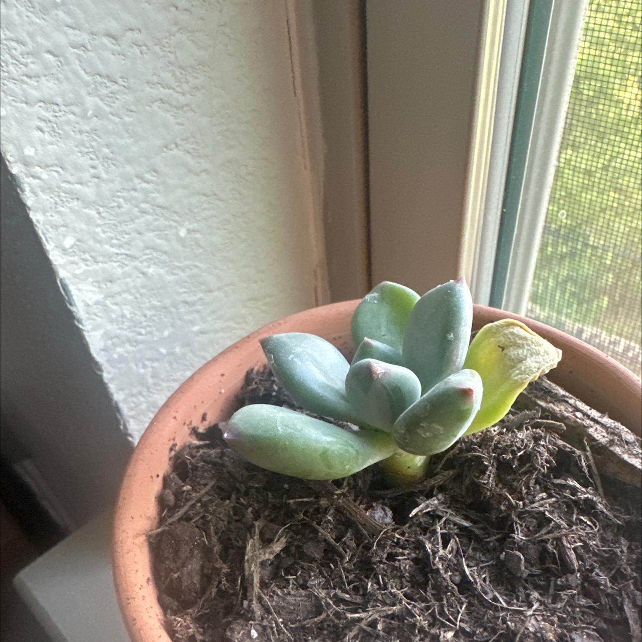 Photo of the plant species Pachyveria 'Royal Flush' by @ReverentGinger named Orwell on Greg, the plant care app