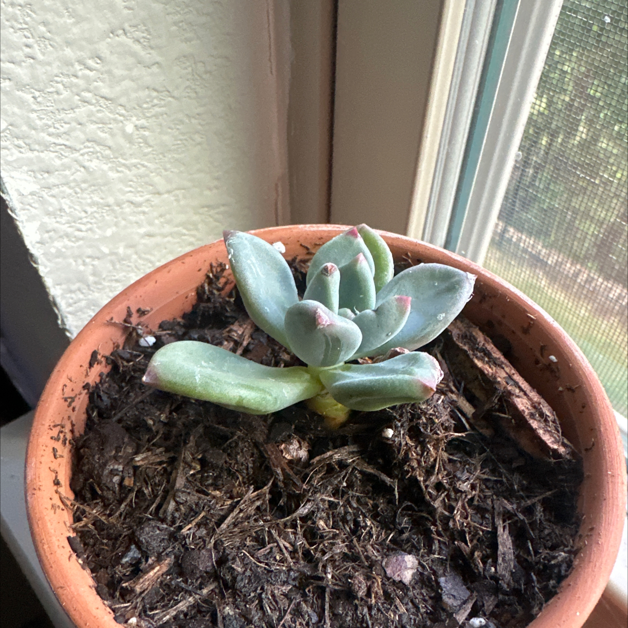 Photo of the plant species Pachyveria 'Royal Flush' by @ReverentGinger named Orwell on Greg, the plant care app