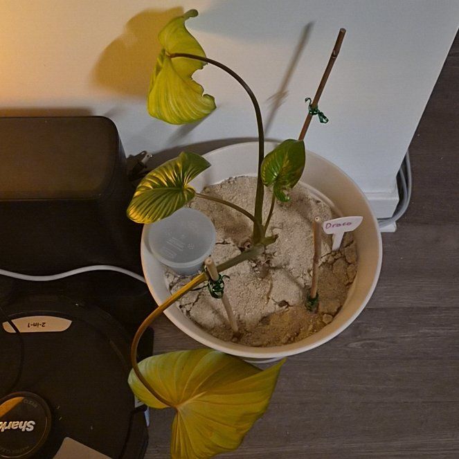 Photo of the plant species Anthurium 'Queen of Hearts' by @DeanNoognug9 named Sage on Greg, the plant care app