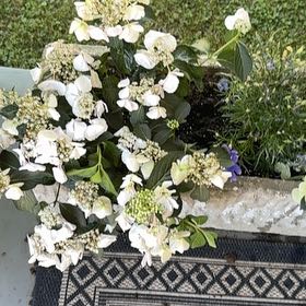 Photo of the plant species Japanese Snowball by @HipSalsa20 named Elina on Greg, the plant care app