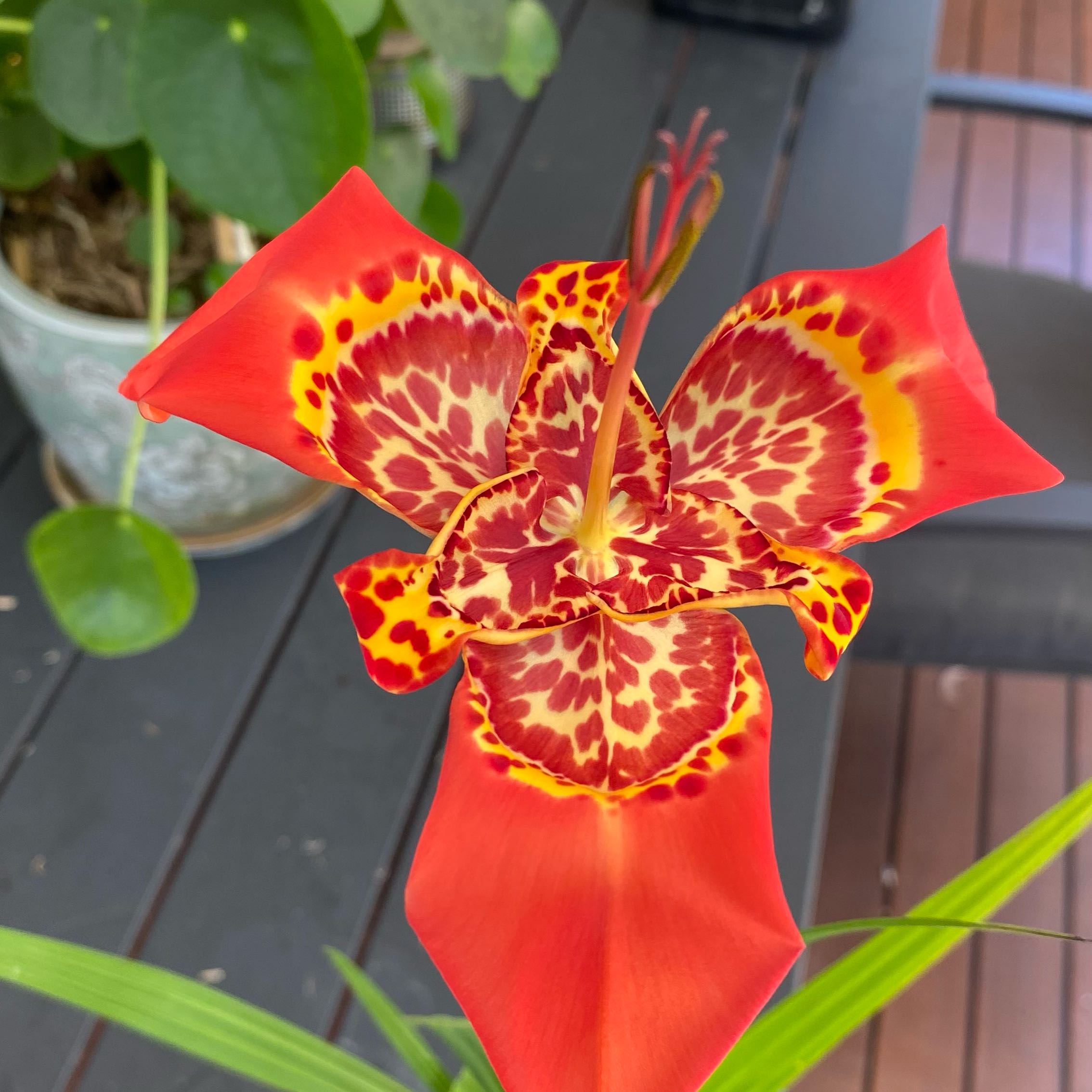 Photo of the plant species Tiger Flower by @GemMugwort96 named Forrest on Greg, the plant care app