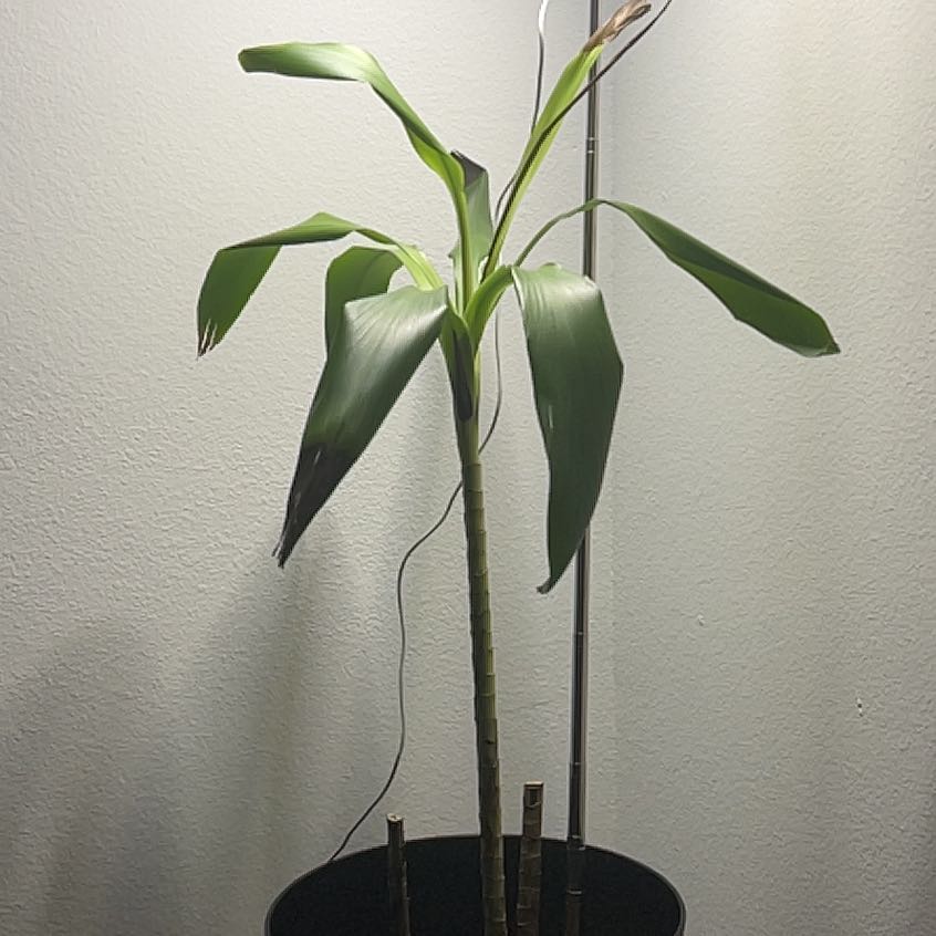 Photo of the plant species Cordyline Glauca by @FabOmnom21 named Jerome on Greg, the plant care app