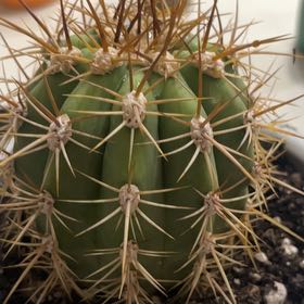 Photo of the plant species Poco by @DandyFicus30 named Dax on Greg, the plant care app