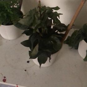 Photo of the plant species Trapa Natans by @PrettyRedpine8 named Naomi on Greg, the plant care app