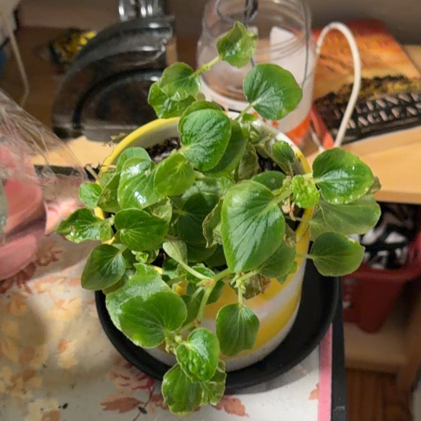 Photo of the plant species Pepper Elder by @paulboi named Mochi (Office) on Greg, the plant care app