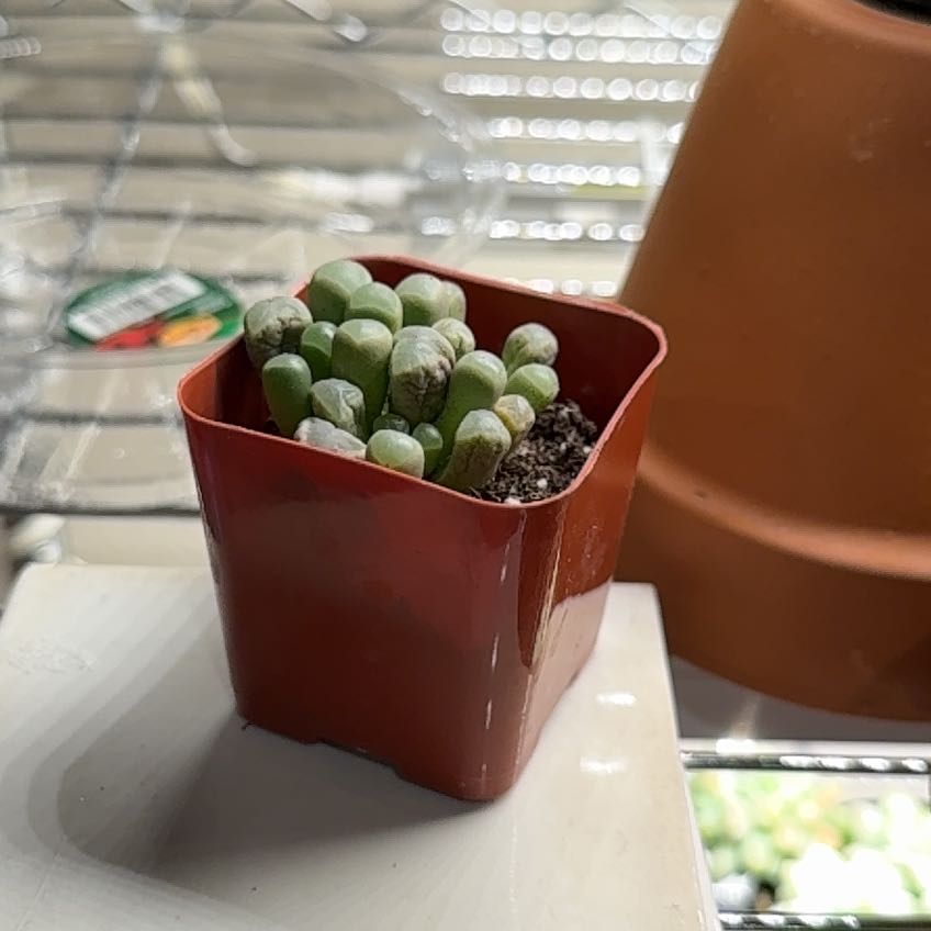 Photo of the plant species Baby Toes by @GoldLungwort83 named Captain Plant-it on Greg, the plant care app
