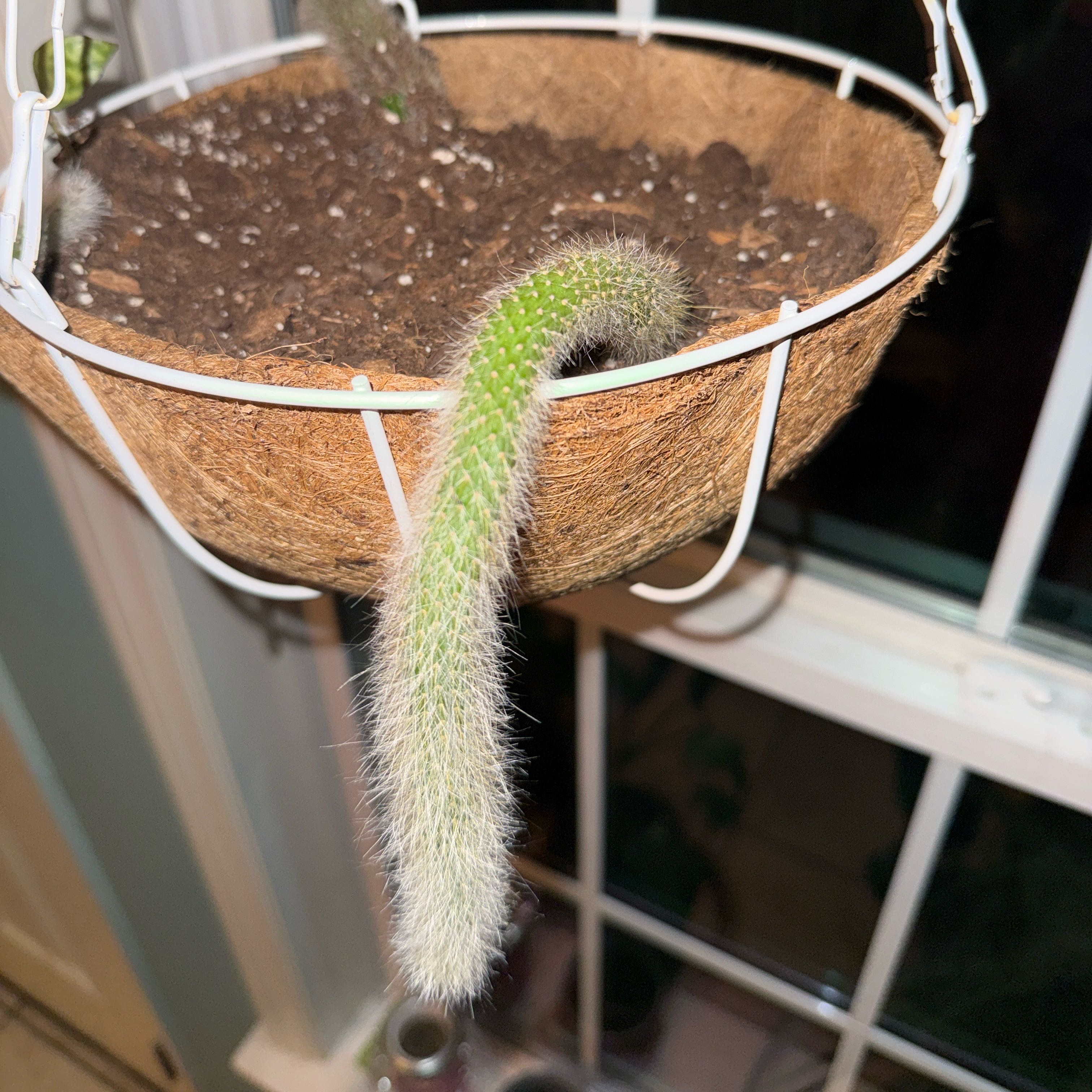 Photo of the plant species Monkey Tail Cactus by @ShowyDecodon5 named Orlando Bloom on Greg, the plant care app