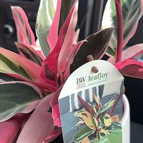 Photo of the plant species Stromanthe Triostar by @IdealAlbo41 named Sonya on Greg, the plant care app