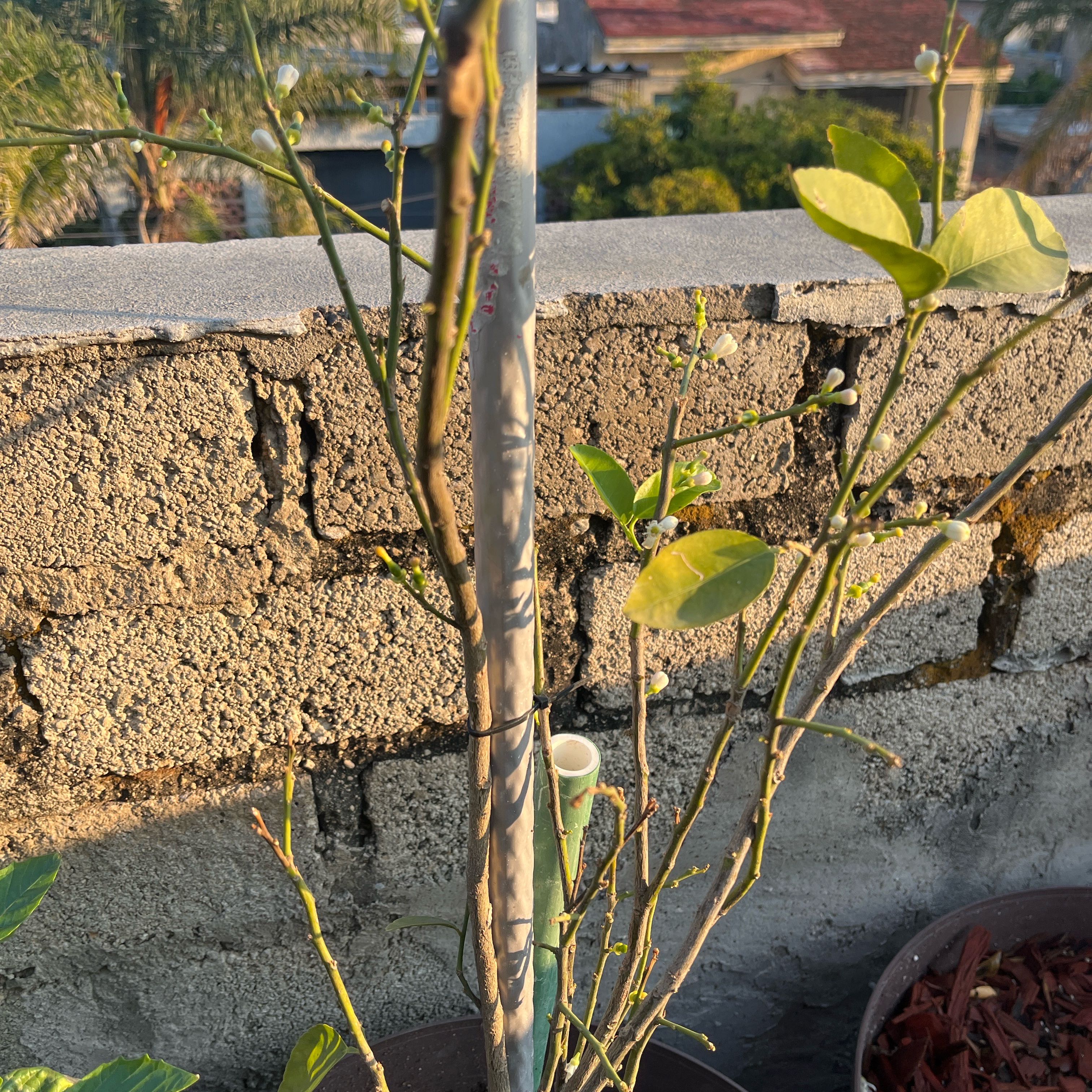 Photo of the plant species lemon tree by @QuickAnthora81 named Rainier on Greg, the plant care app