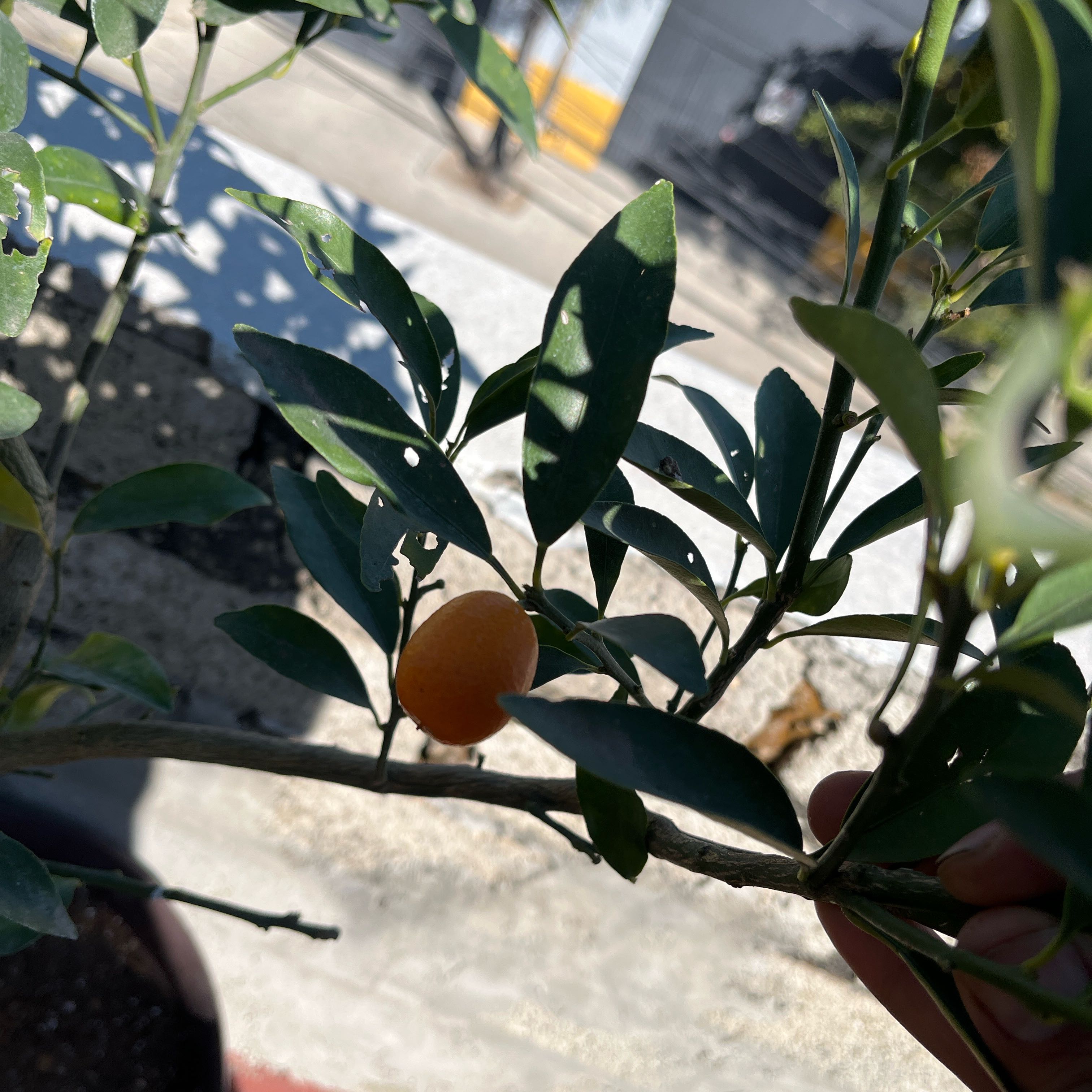 Photo of the plant species Calamondin kumquat by @QuickAnthora81 named Aristotle on Greg, the plant care app