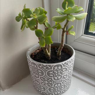 Silver Jade Plant plant in Ormskirk, England