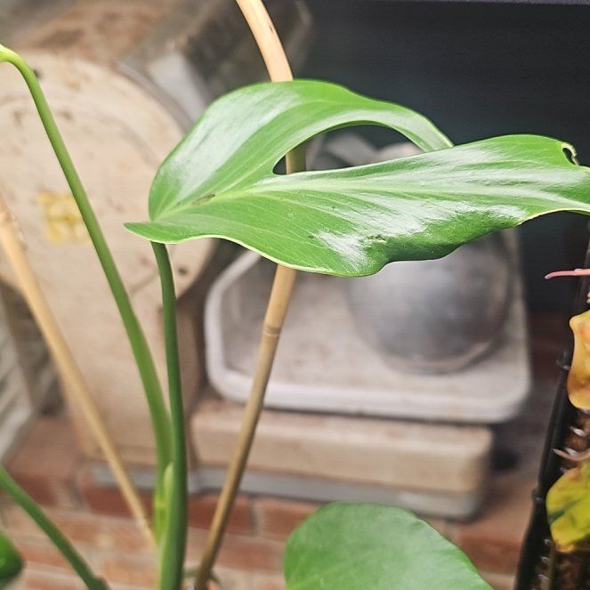Photo of the plant species Monstera 'Burle Marx Flame' by @QuemefulLilac71 named Harry on Greg, the plant care app