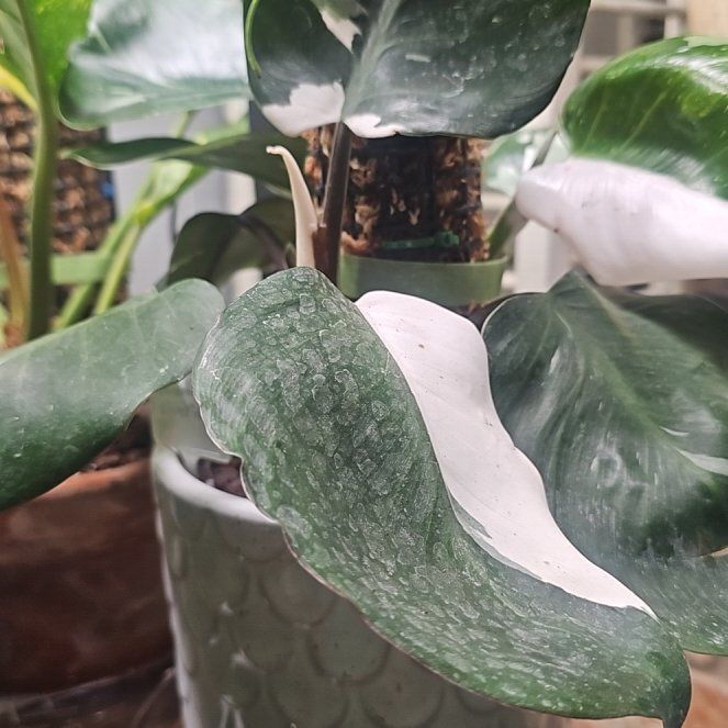 Photo of the plant species White Knight by @QuemefulLilac71 named Fernie Mac on Greg, the plant care app