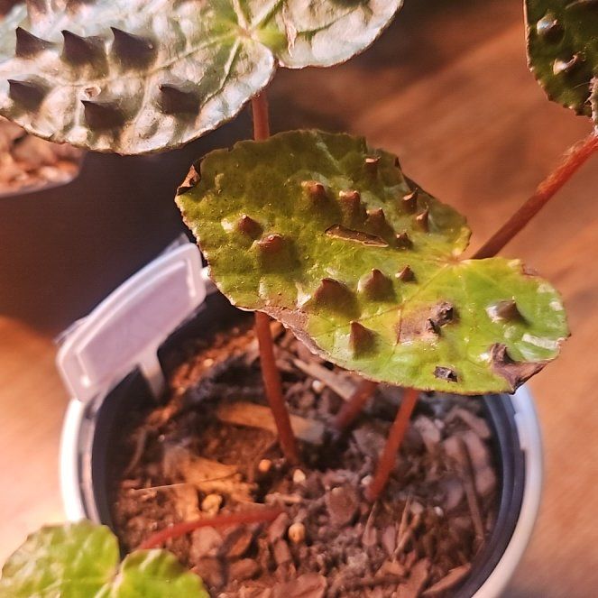 Photo of the plant species Begonia Ferox by @QuemefulLilac71 named Pax on Greg, the plant care app