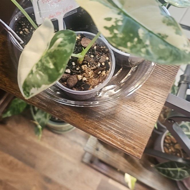 Photo of the plant species Variegated Frydek by @QuemefulLilac71 named Sahara on Greg, the plant care app