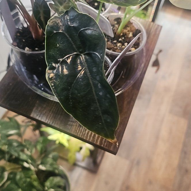 Photo of the plant species Alocasia Azlanii by @QuemefulLilac71 named Queen on Greg, the plant care app