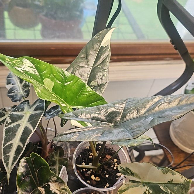 Photo of the plant species Alocasia Simpo Albo by @QuemefulLilac71 named Bieber on Greg, the plant care app
