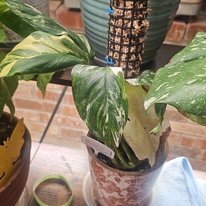 Photo of the plant species Monstera lechleriana 'Variegata' by @QuemefulLilac71 named Forrest on Greg, the plant care app