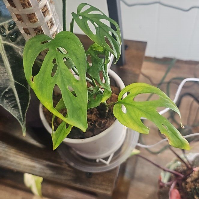 Photo of the plant species Monstera esqueleto by @QuemefulLilac71 named Robert Plant on Greg, the plant care app
