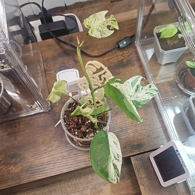 Photo of the plant species Marble Epipremnum Pinnatum by @QuemefulLilac71 named Wall-E on Greg, the plant care app