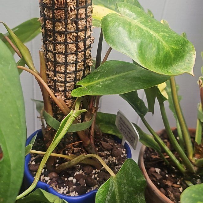 Photo of the plant species Philodendron Painted Lady by @QuemefulLilac71 named Kitty on Greg, the plant care app