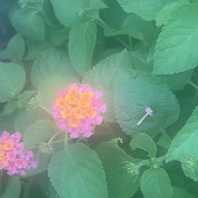 Photo of the plant species Lantana by @YesJellybeans27 named Leaf Erickson on Greg, the plant care app