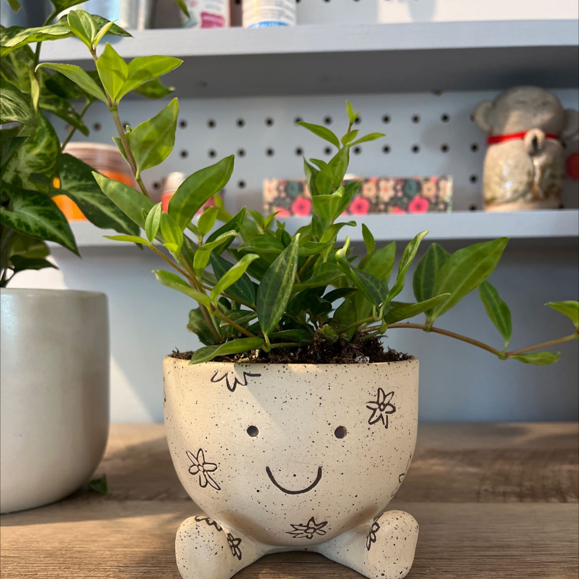 Beetle Peperomia plant in a decorative pot with a smiley face design, healthy green leaves.