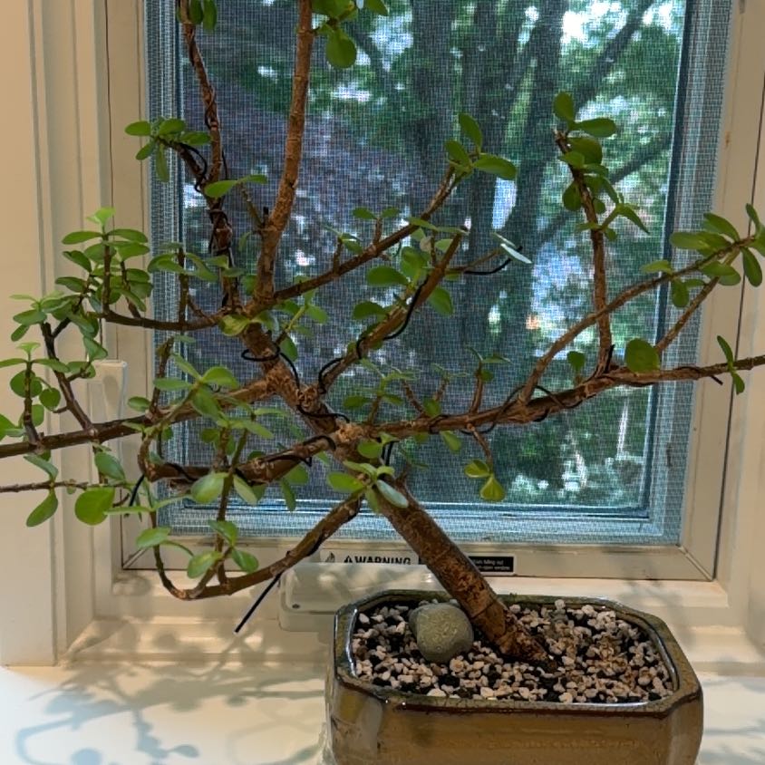 Photo of the plant species Dwarf Jade Plant by Karla named Denali on Greg, the plant care app