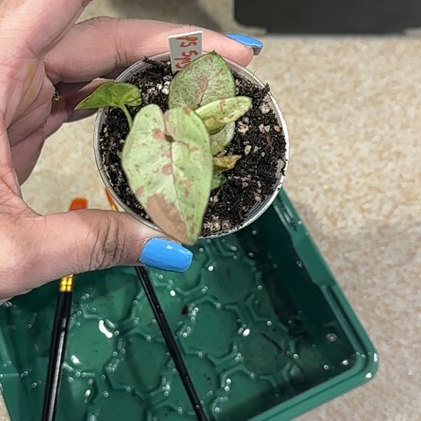 Photo of the plant species Syngonium Pink Splash by @pjhashman named Doja Cat on Greg, the plant care app
