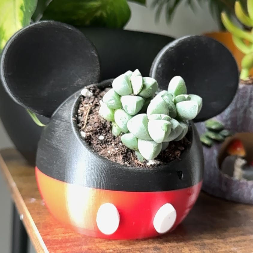 Photo of the plant species Corpuscularia by @SnazzyGutweed49 named Einstein on Greg, the plant care app