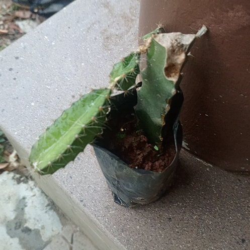 Photo of the plant species Red Dragon Fruit by @LavishWychelm20 named Gobi on Greg, the plant care app
