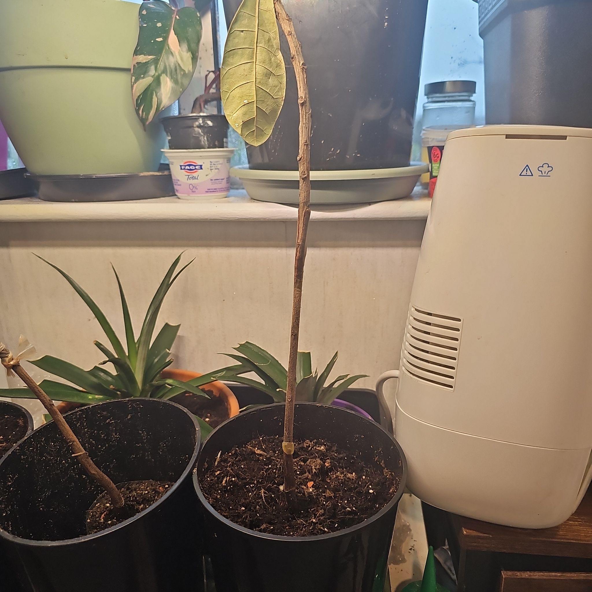 Photo of the plant species Cashew by @ZestLuckyred71 named Achilles on Greg, the plant care app