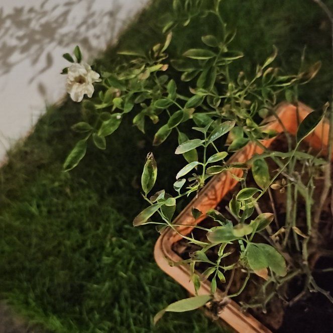 Photo of the plant species Bowerplant by @ZingTomato84 named Achilles on Greg, the plant care app