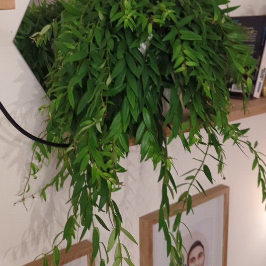 Photo of the plant species Lipstick plant 'Japhrolepsis' by @MotherTutsan43 named Rainier on Greg, the plant care app