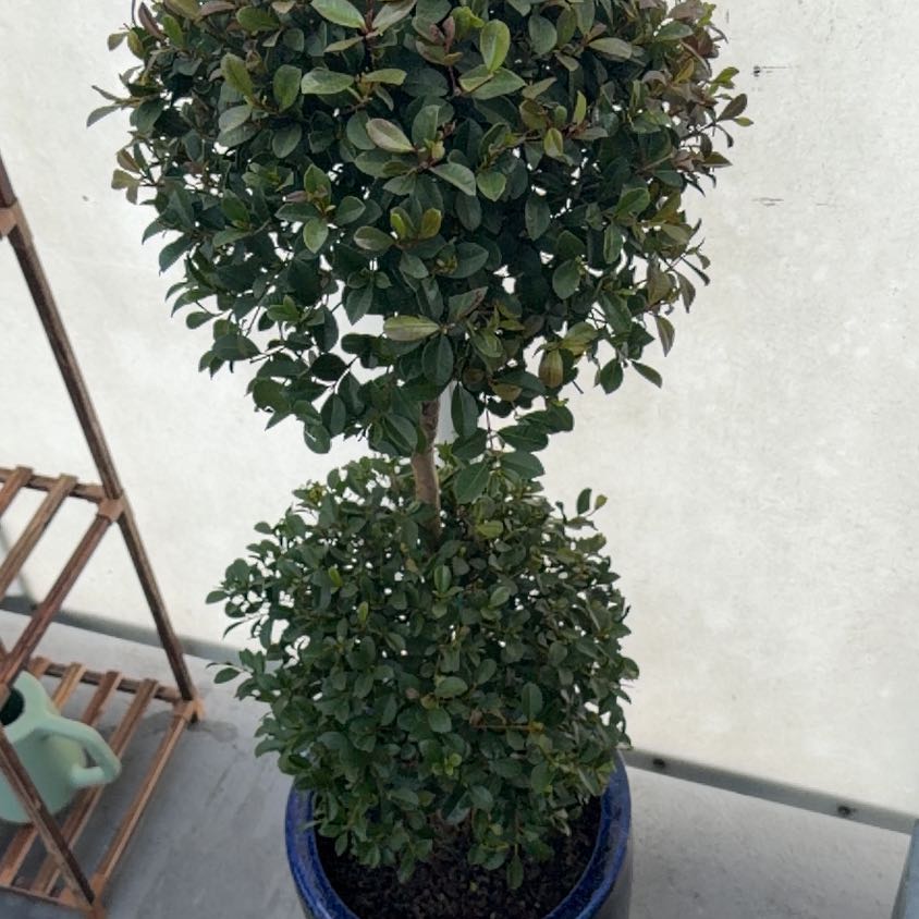 Photo of the plant species Eugenia by @SupremePepino18 named Major Tom on Greg, the plant care app