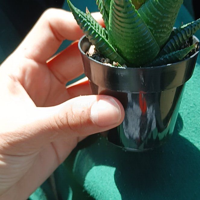 Photo of the plant species haworthia by @LadyMum82 named Mochi on Greg, the plant care app