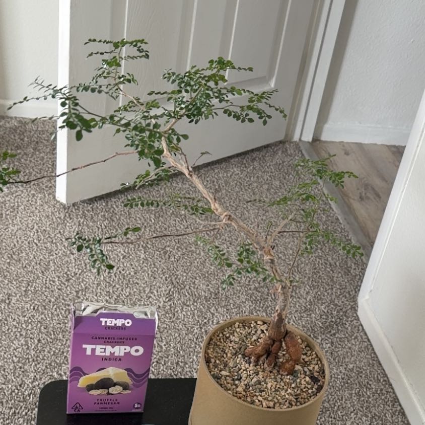 Photo of the plant species Elephant Tree by @SirPecan36 named Anne on Greg, the plant care app