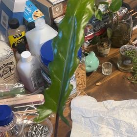 Photo of the plant species Purple Sword by @PetCaleypea96 named Al on Greg, the plant care app