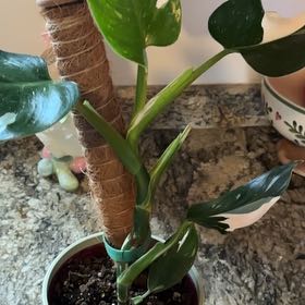 Photo of the plant species White Knight Philodendron by @VipRockweed39 named Captain Plant-it on Greg, the plant care app