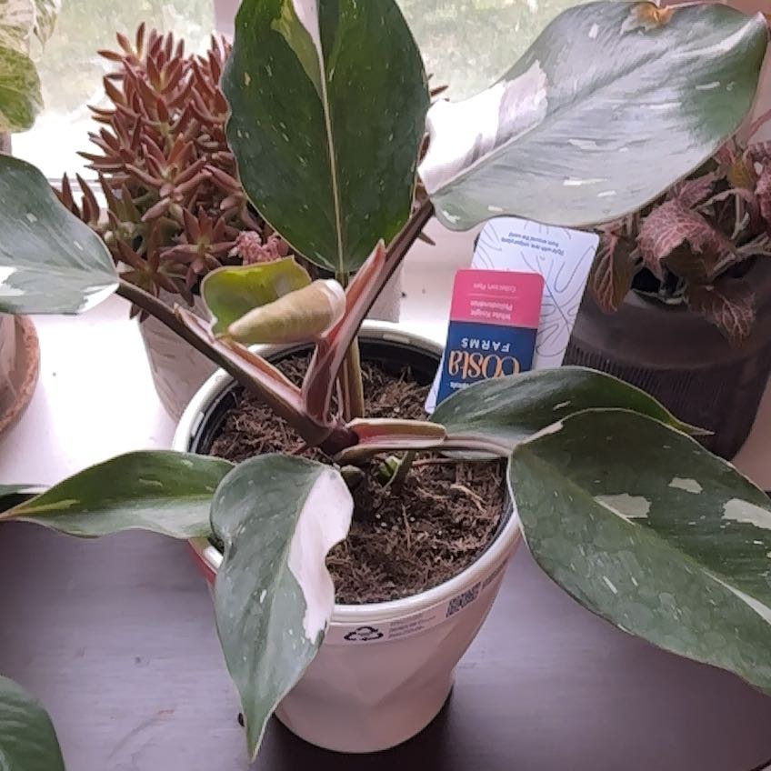 Photo of the plant species White Knight Philodendron by @VipRockweed39 named Denali on Greg, the plant care app