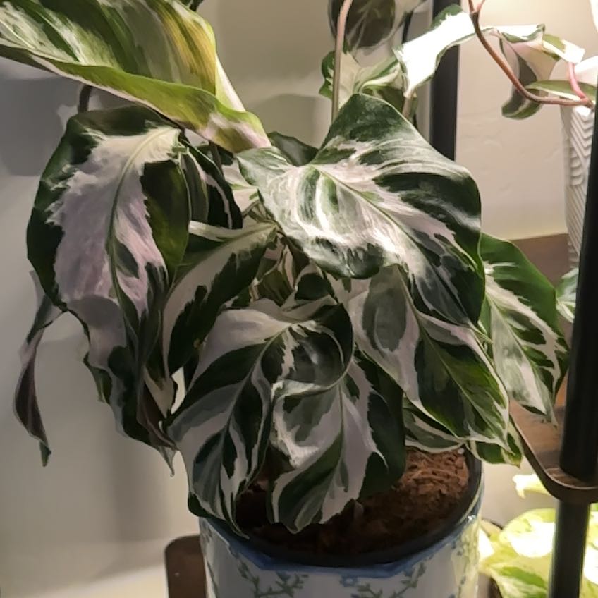Photo of the plant species Calathea Stella by @VipRockweed39 named Messi on Greg, the plant care app