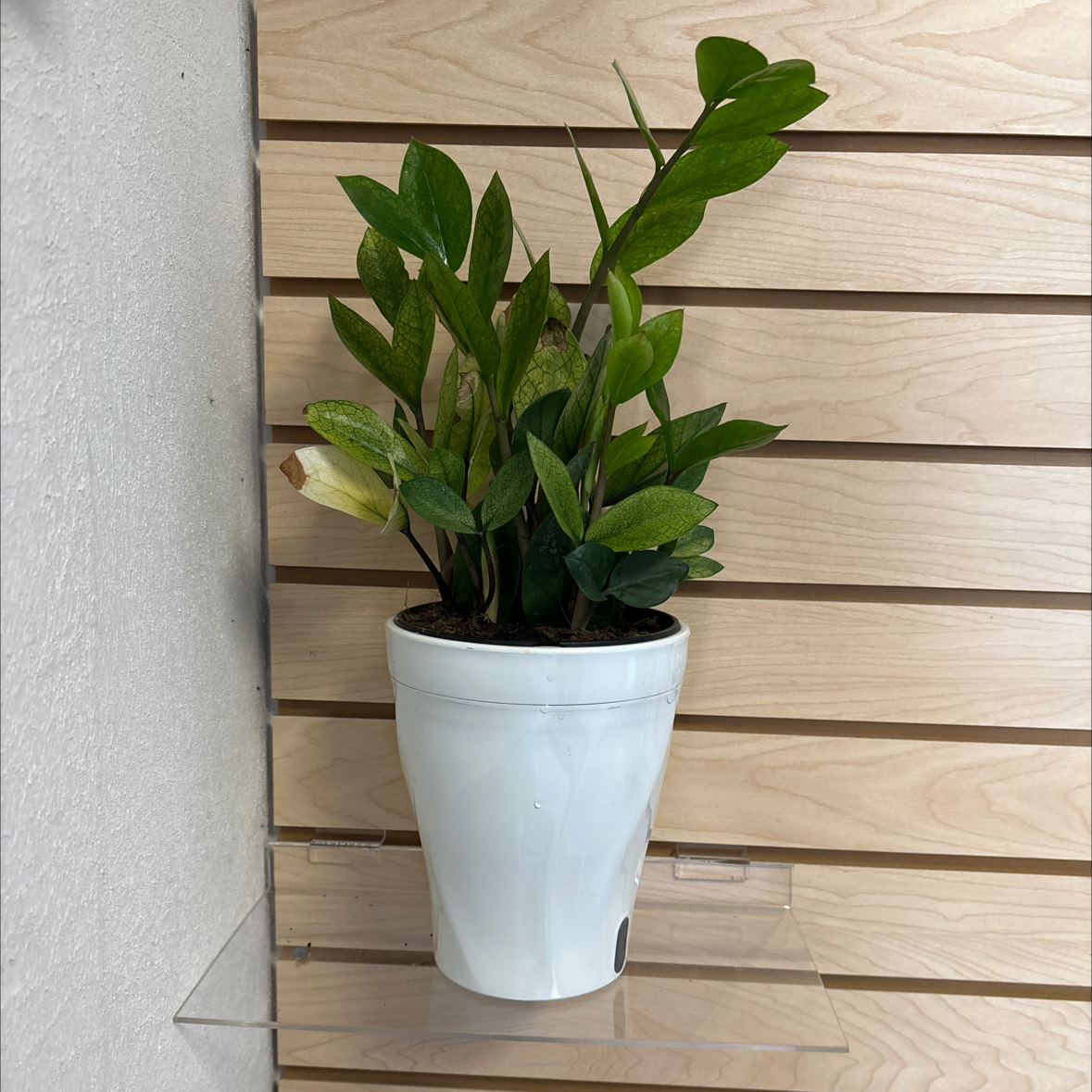 Photo of the plant species chameleon zz by @VipRockweed39 named Bruce Lee on Greg, the plant care app