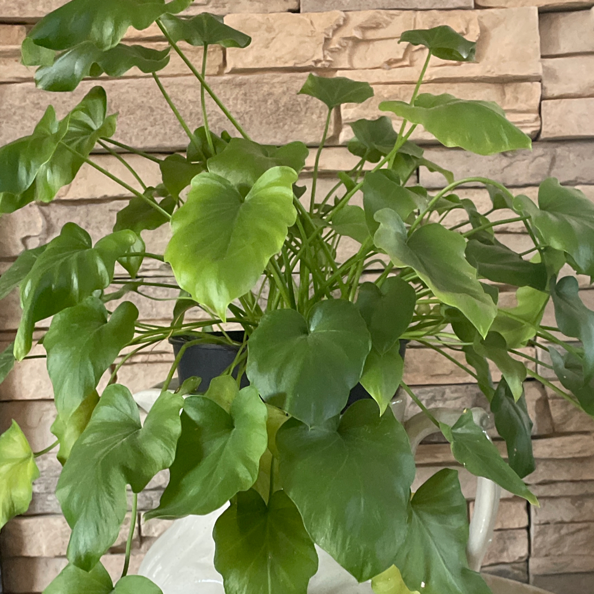 Photo of the plant species Philodendron Little Hope by @SES named Sproutacus on Greg, the plant care app