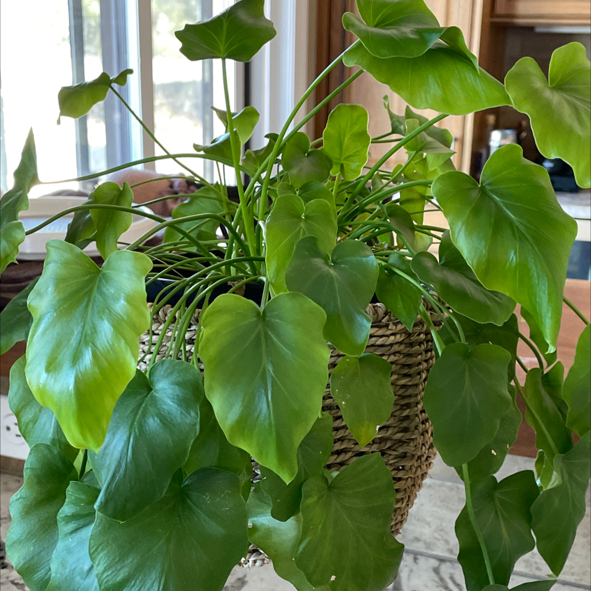 Photo of the plant species Philodendron Little Hope by @SES named Sproutacus on Greg, the plant care app