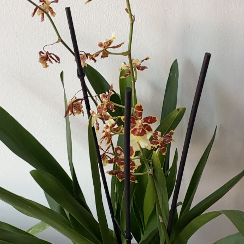 Dancing-Lady Orchid with green leaves and yellow-brown flowers.