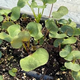 Photo of the plant species Seagrape by @UpbeatMoss70 named James Dean on Greg, the plant care app