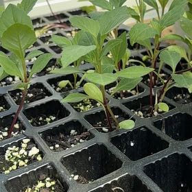 Photo of the plant species Black Nightshade by @UpbeatMoss70 named Beyonce on Greg, the plant care app