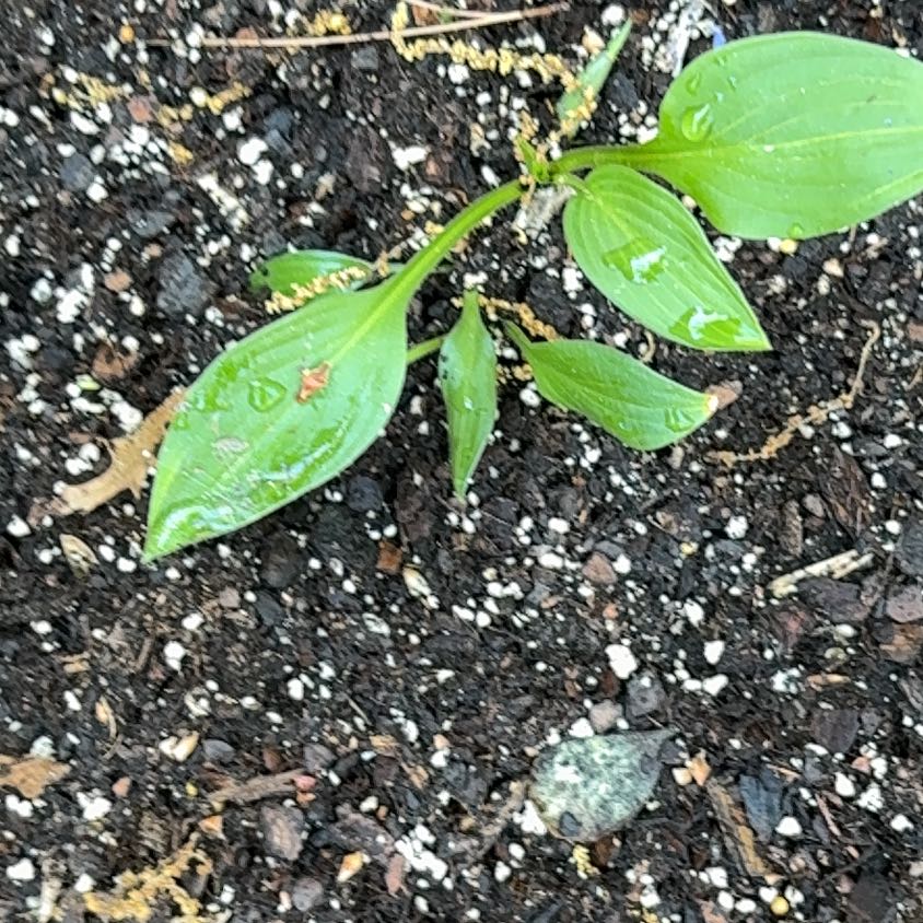 Photo of the plant species Cornelian Cherry by @UpbeatMoss70 named Kylie on Greg, the plant care app